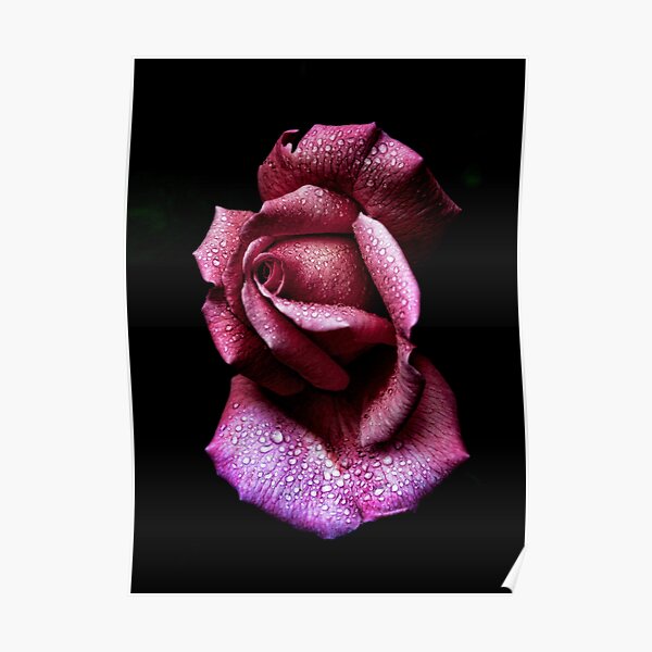 Morning Rose Poster