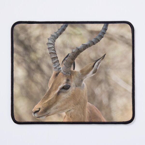 Item preview, Common Impala Head and Horn Shot designed and sold by Belinda Greb Photography.