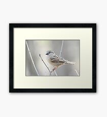 Sparrow Framed Print