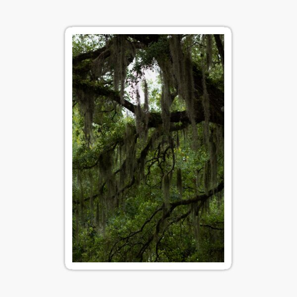 Item preview, Spanish Moss designed and sold by cheyanne-pm.