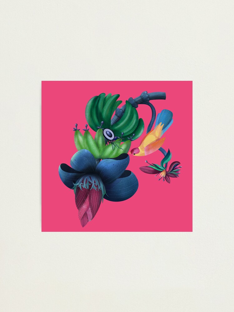 Thumbnail 1 of 3, Photographic Print, Banana flower & bird designed and sold by istolar.