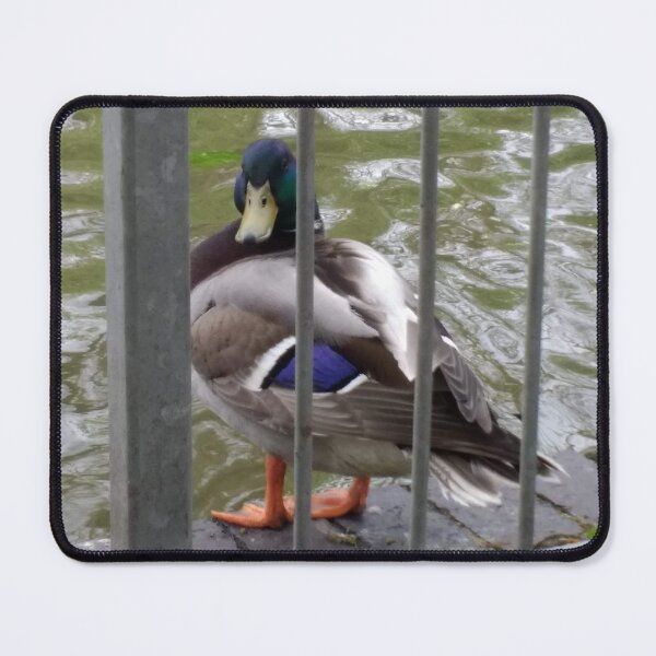 Item preview, #320 |☼| Duck Look (Jephson Gardens) designed and sold by Naean H.F. (Nez Man).