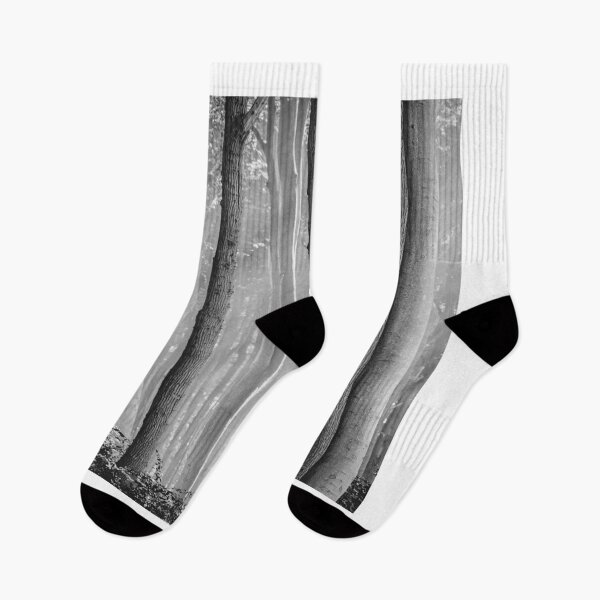 Item preview, white birch trees designed and sold by coolshop123.