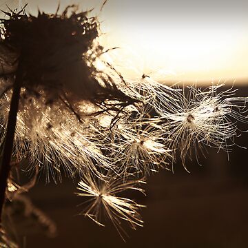 Artwork thumbnail, Away with the Wind by believer9