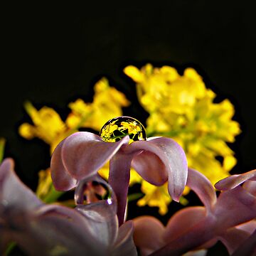 Artwork thumbnail, Bouquet in a Bubble by believer9