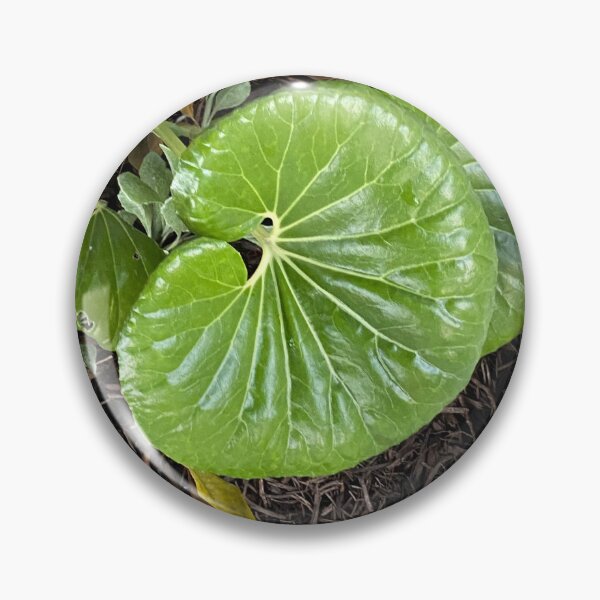 Item preview, Leaf of Green designed and sold by SucculentLovers.