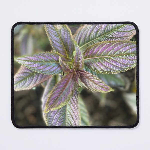 Item preview, Leaf Beauty Flower designed and sold by SucculentLovers.