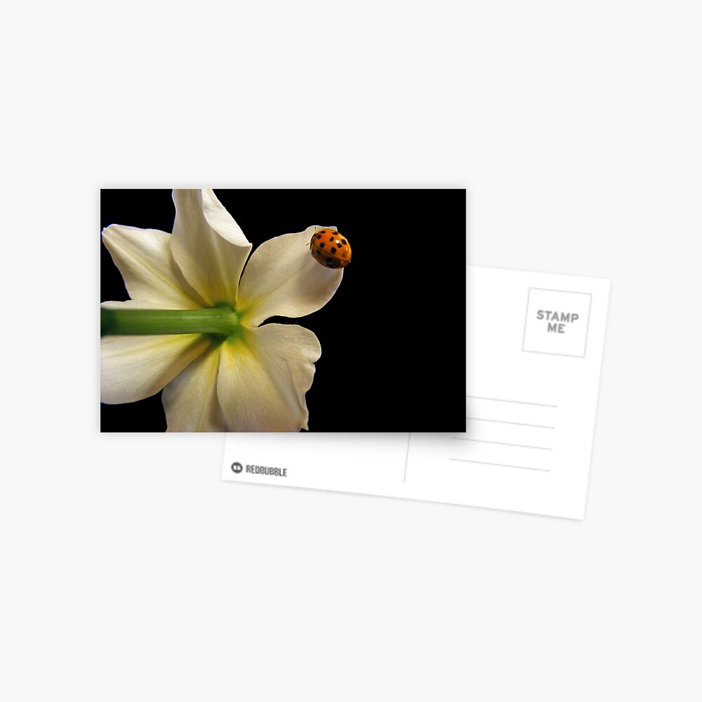 Item preview, Postcard designed and sold by believer9.