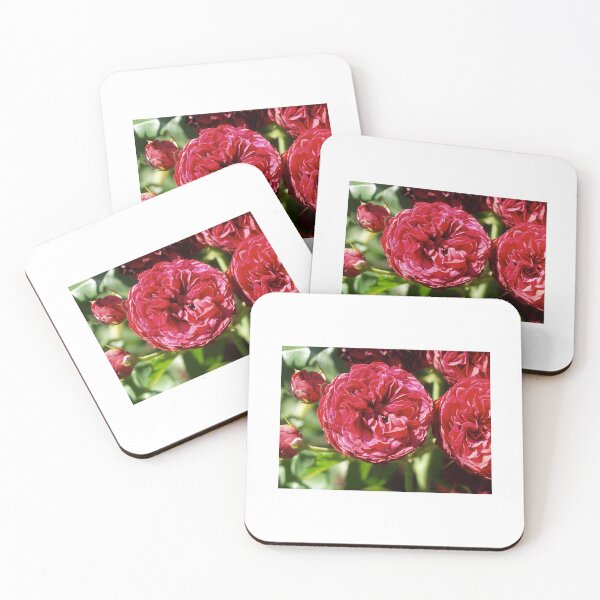 Flower Power Pink Beauty Coasters (Set of 4)