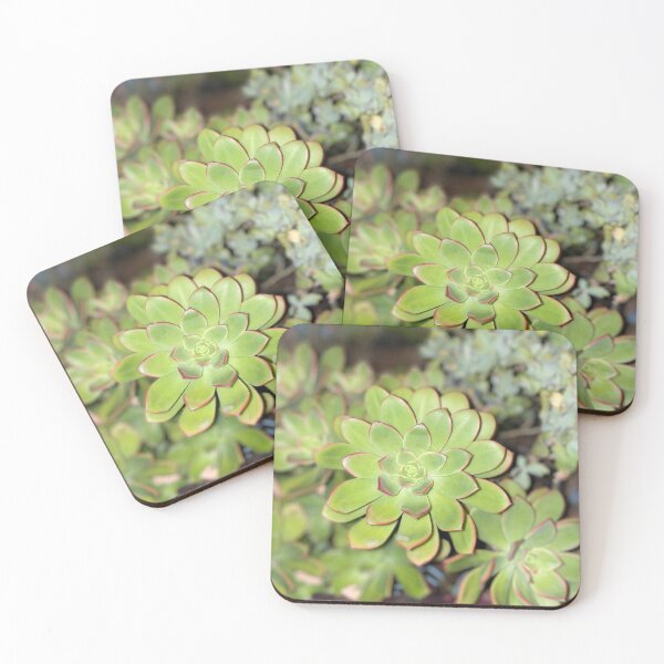 Perfection Succulent Coasters (Set of 4)