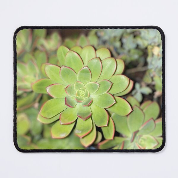 Item preview, Perfection Succulent designed and sold by SucculentLovers.