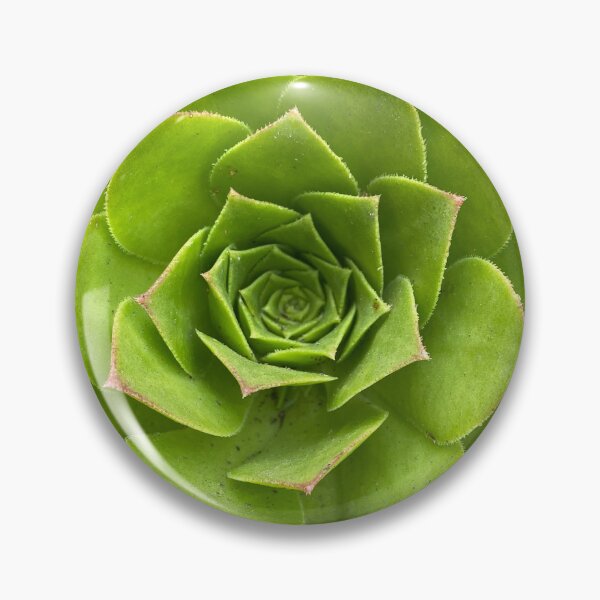 Aperçu de l'œuvre Copains succulents créée et vendue par AmazedGrace.