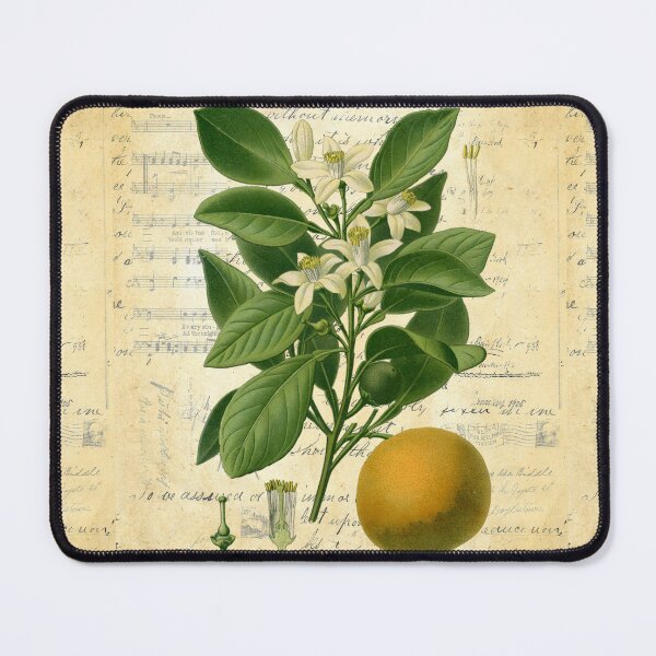 Item preview, Sweet Orange Botanical on Old Book Page Collage designed and sold by missdebi27.