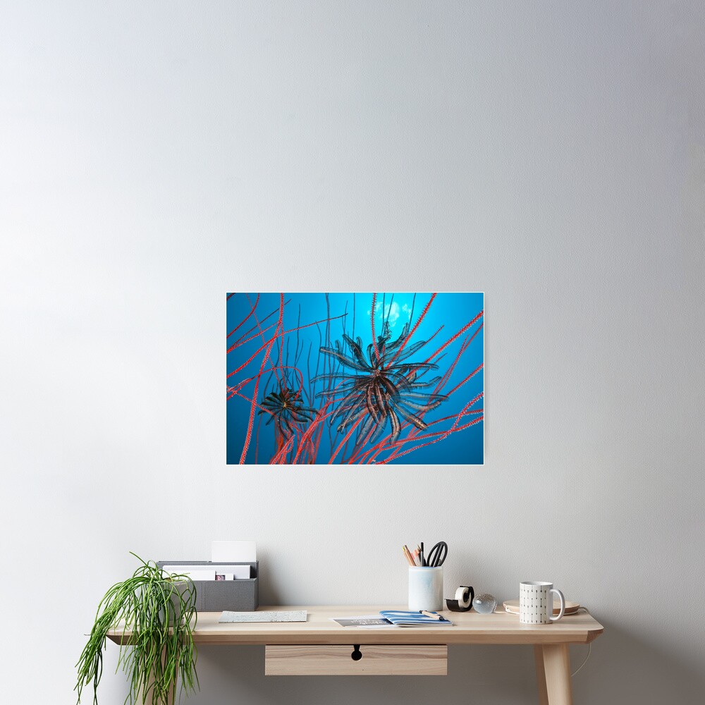 Feathers and whips Poster