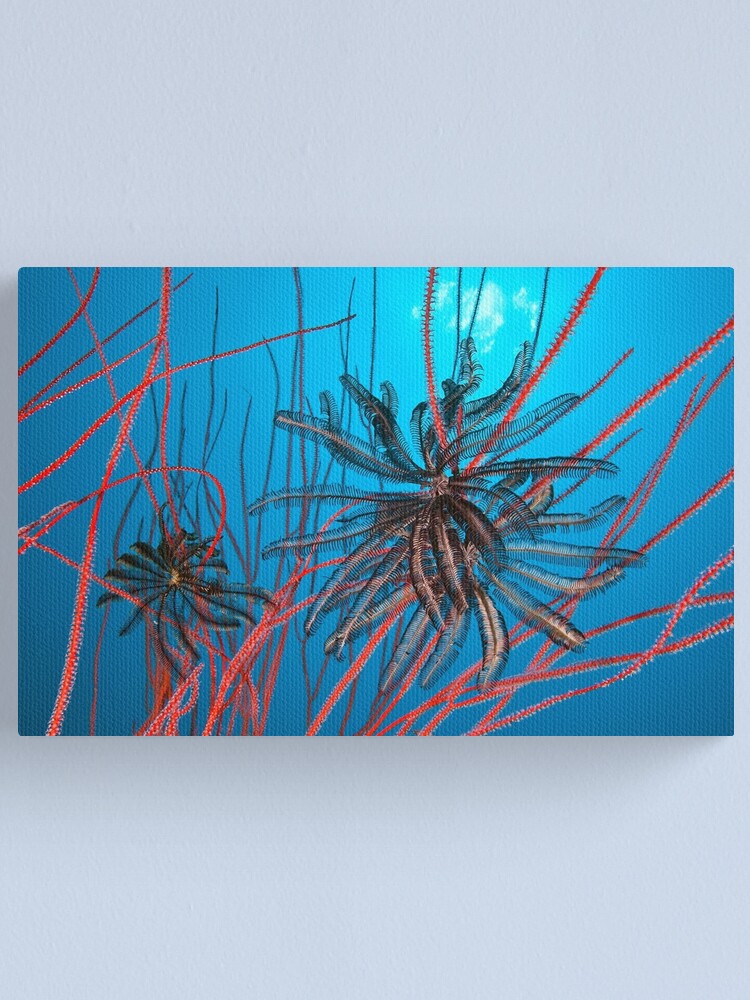 Alternate view of Feathers and whips Canvas Print