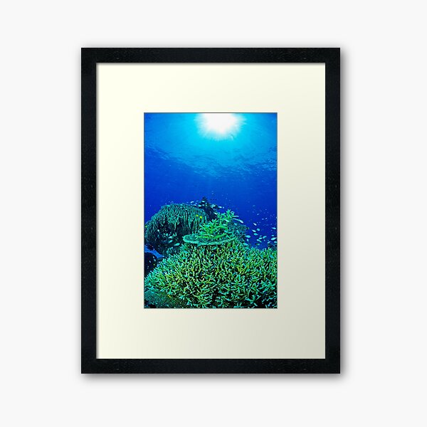 Item preview, Coral reef scene designed and sold by David Wachenfeld.
