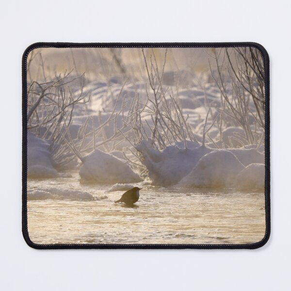 Item preview, Freezing cold dip. White-throated dipper designed and sold by Jouko Lehto Photography.