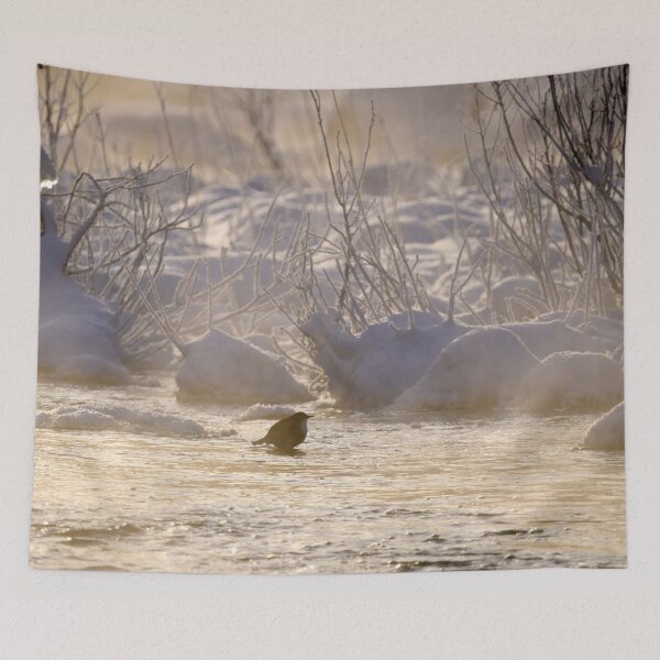 Item preview, Freezing cold dip. White-throated dipper designed and sold by Jouko Lehto Photography.