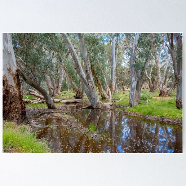 Item preview, Wilpena Billabong designed and sold by Ray's Photos & Art.