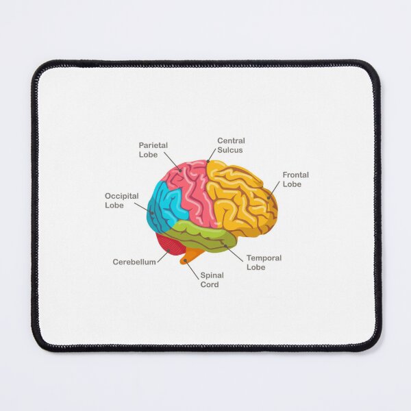 Item preview, Sections of the Human Brain designed and sold by Porosenok.
