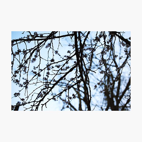 Item preview, Nadias Evening Tree Pics.  designed and sold by Nyfakid96.