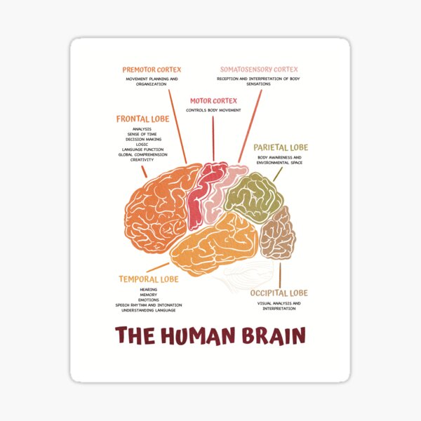 Item preview, Human brain aesthetic design designed and sold by ikibea1.