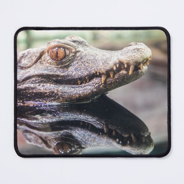 Item preview, Cuvier Caiman, Paleosuchus palpebrosus. Reptile predator, tropical wildlife designed and sold by Paolo Modena Photography    -   Fine Italian Art.