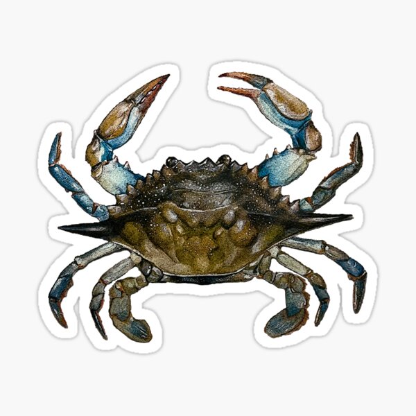 Blue Crab Sticker