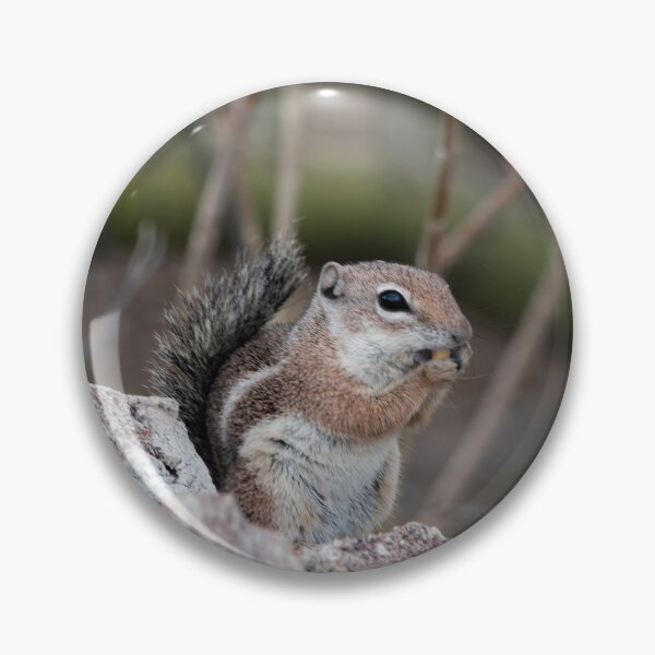 Item preview, Antelope Ground Squirrel on a rock designed and sold by MustelidMayArt.