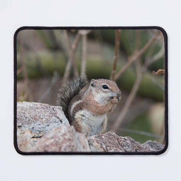 Item preview, Antelope Ground Squirrel on a rock designed and sold by MustelidMayArt.