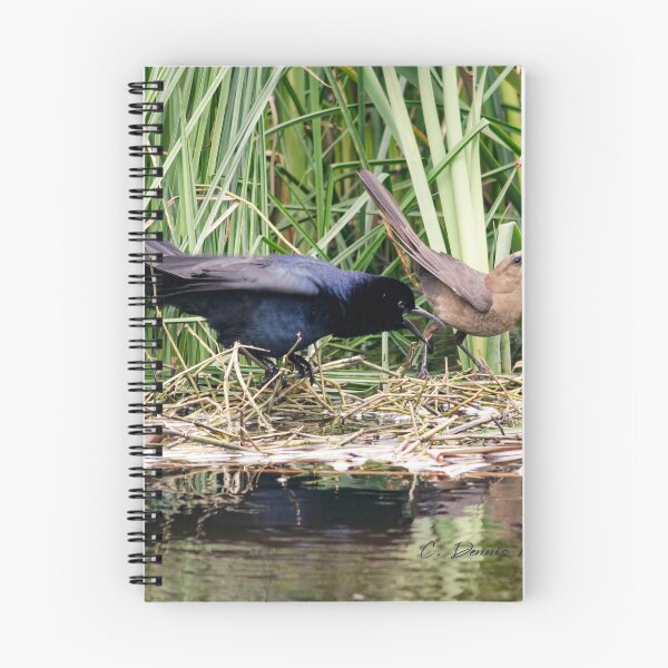 Item preview, Impressing the Lady designed and sold by Texas Enfocus Photography.
