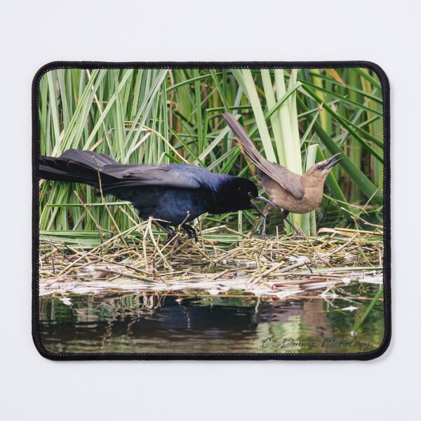 Item preview, Impressing the Lady designed and sold by Texas Enfocus Photography.