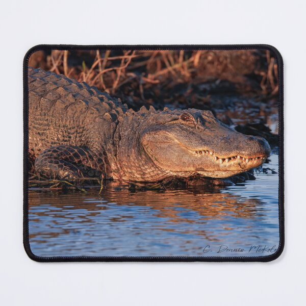 Item preview, What big teeth you have designed and sold by Texas Enfocus Photography.