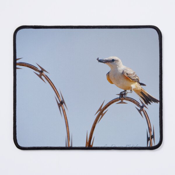Item preview, Scissortail with lunch designed and sold by Texas Enfocus Photography.
