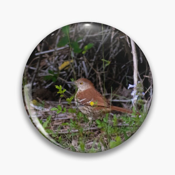 Item preview, Brown Thrasher on the ground designed and sold by MustelidMayArt.