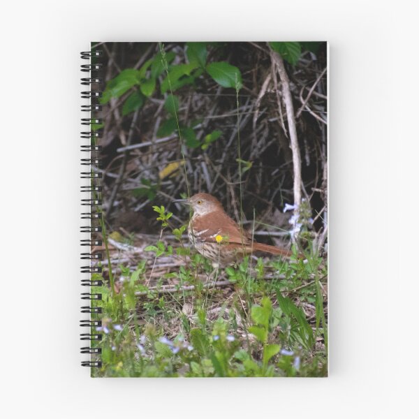 Item preview, Brown Thrasher on the ground designed and sold by MustelidMayArt.