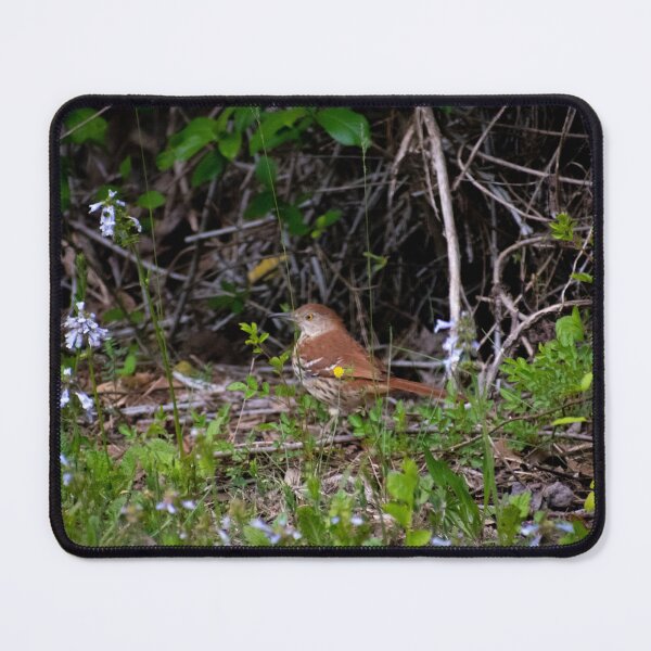 Item preview, Brown Thrasher on the ground designed and sold by MustelidMayArt.