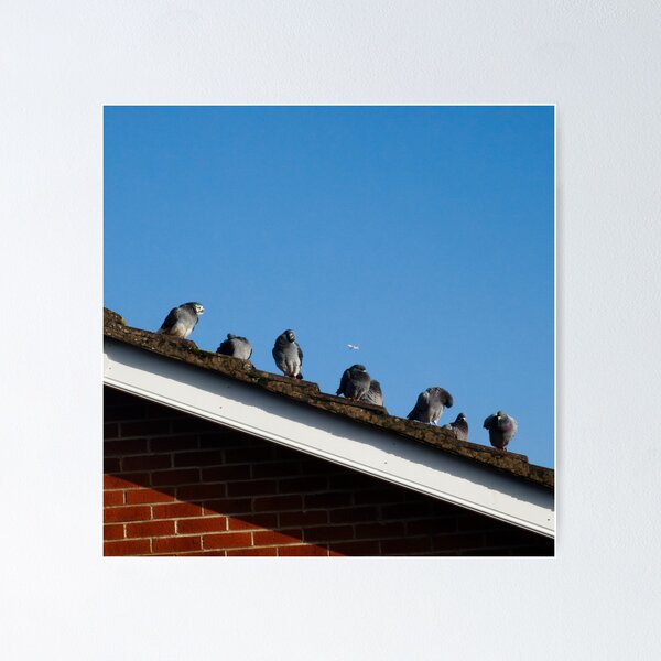 Item preview, Some pigeons on a roof with a plane in the background. designed and sold by JDudLPG.