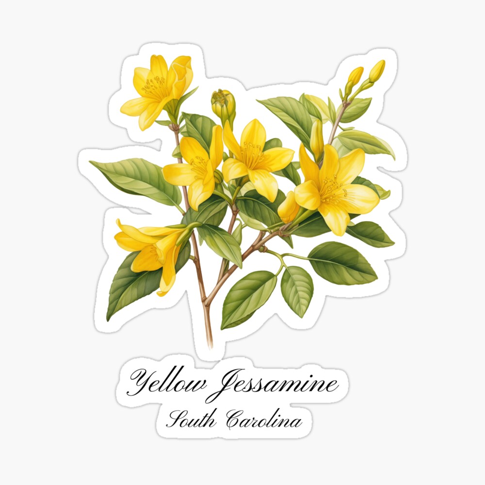 South Carolina State Flower: Yellow Jessamine Poster
