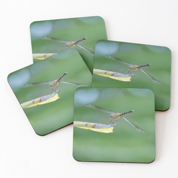 Item preview, Resting Dragonfly (Rear Angle) designed and sold by Faith-B-Photos.