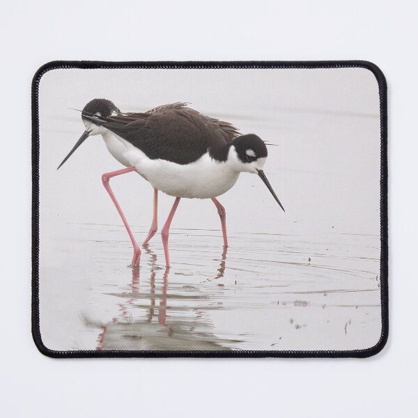 Item preview, Crazy Legs on These Black-necked Stilts designed and sold by CarolM.