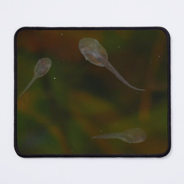 Item preview, Tadpole Trio designed and sold by Faith-B-Photos.