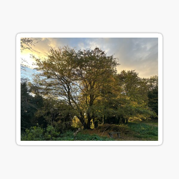 Sunbathing trees Print Sticker
