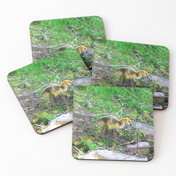 Item preview, Canada Goose Gosling Walking Down a Small Hill designed and sold by BackyardBirder.