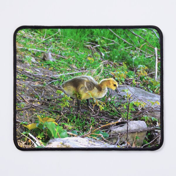 Item preview, Canada Goose Gosling Walking Down a Small Hill designed and sold by BackyardBirder.