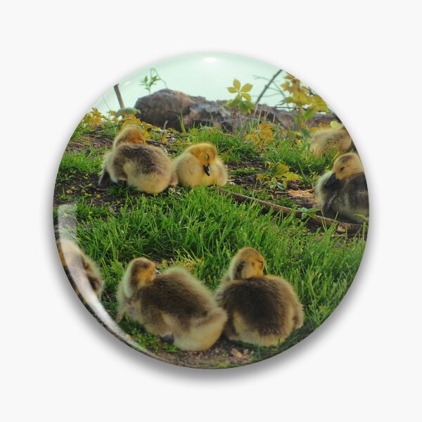 Aperçu de l'œuvre Plusieurs jeunes oisons de Bernache du Canada se reposant dans l'herbe créée et vendue par BackyardBirder.