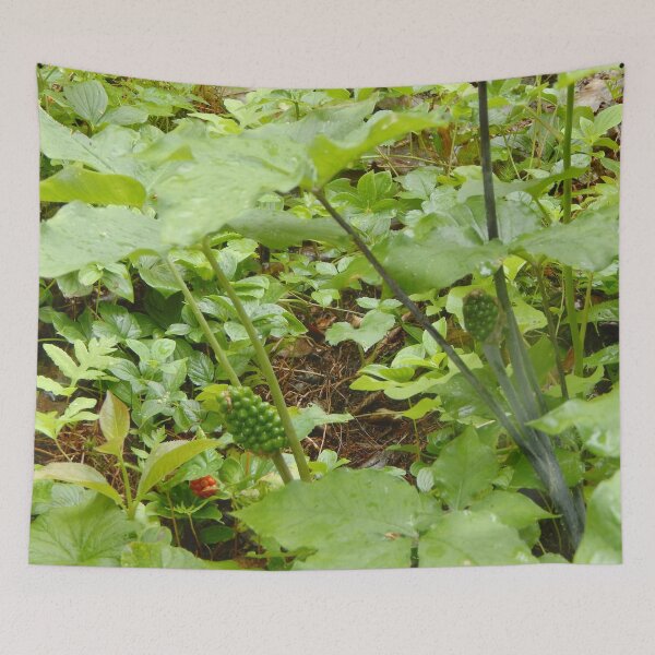 Item preview, Jack-in-the-Pulpit Mature  designed and sold by gistinker.