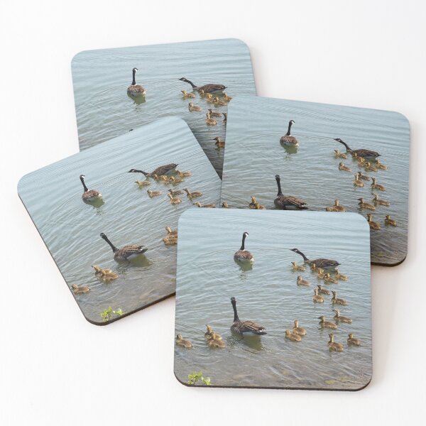 Item preview, Family Of Canada Geese Swimming In The Water designed and sold by BackyardBirder.