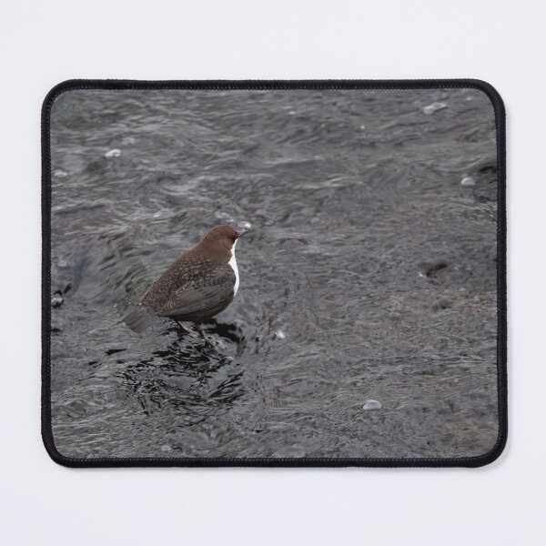 Item preview, Black waters. White-throated dipper designed and sold by Jouko Lehto Photography.
