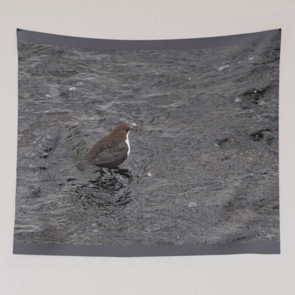 Item preview, Black waters. White-throated dipper designed and sold by Jouko Lehto Photography.